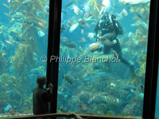 etats unis ouest 47.JPG - Plongeur dans un aquariumMonterey, Californie, Etats-Unis